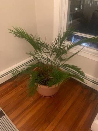 Free Large Houseplant 1