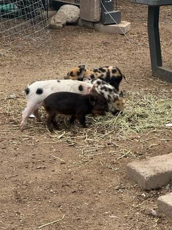 KUNE KUNE piglets 3