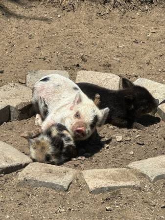 KUNE KUNE piglets 2