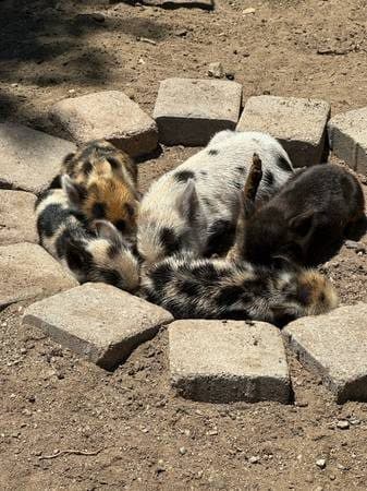 KUNE KUNE piglets 1