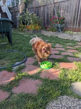 Sept/October Berkeley sublet $1000 3