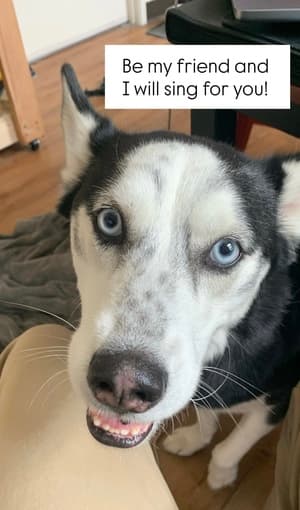 PETSITTERS WANTED! off campus, $30/hr, special needs dog 1