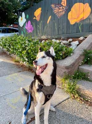 PETSITTERS WANTED! off campus, special needs dog 3