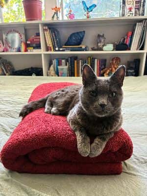 PETSITTERS WANTED! off campus, special needs dog 1