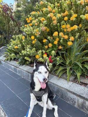PETSITTERS WANTED! off campus, special needs dog 4