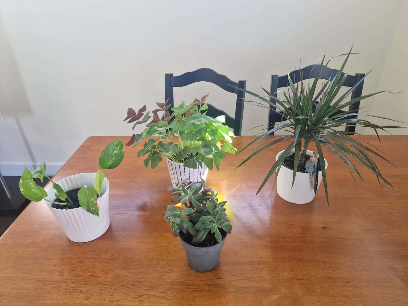 Beautiful indoor plants 1