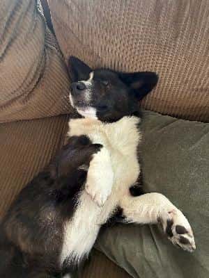 PETSITTERS WANTED! off campus, special needs dog 2