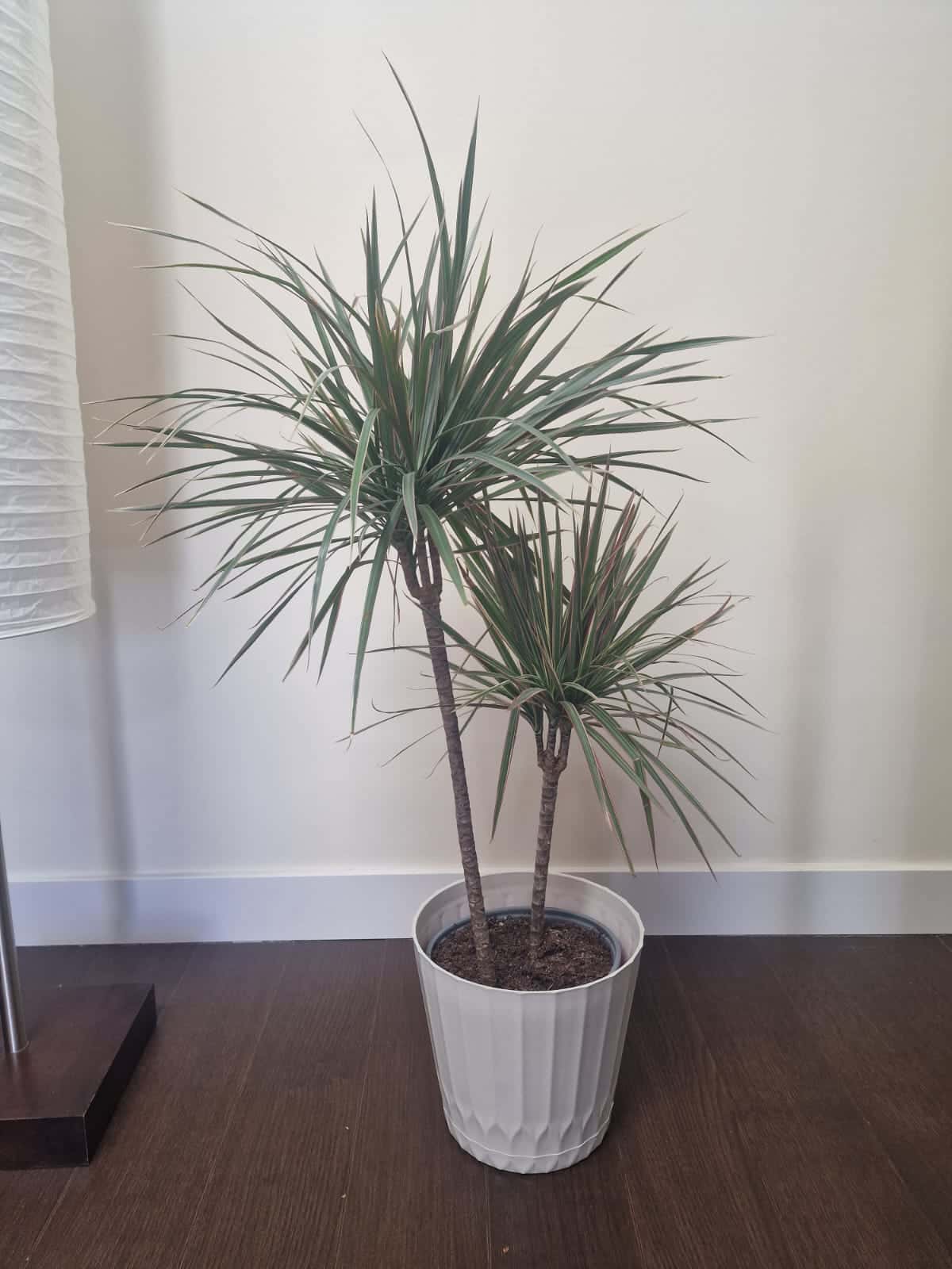 Beautiful indoor plant (tall) - Dracaena marginata 1
