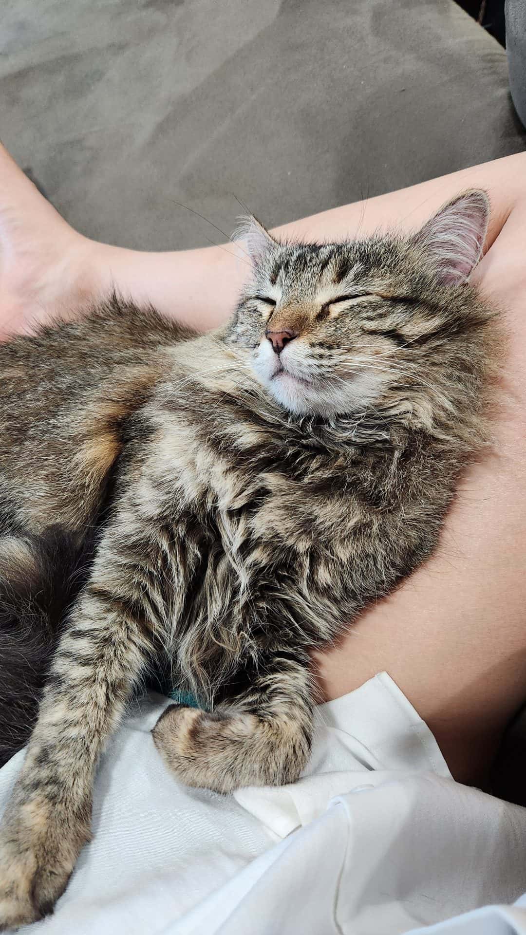 Free housing for cat sitting 6/19-7/4 1
