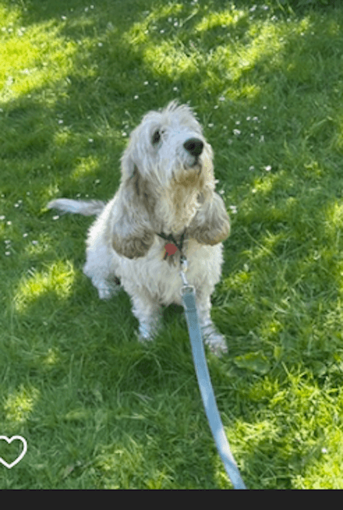 Dog walker needed ASAP JUNE 2026 1